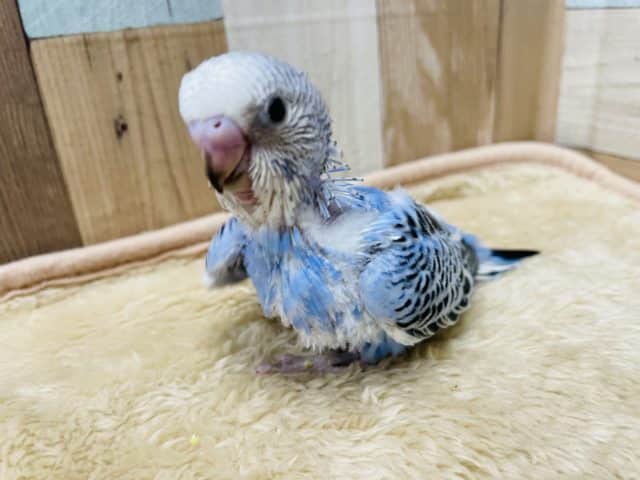 食いしん坊な元気っ仔！セキセイインコのオパーリンカラー！