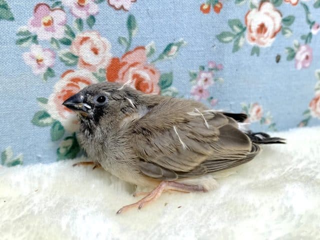 キンカチョウ ヒナ🪶 9/9