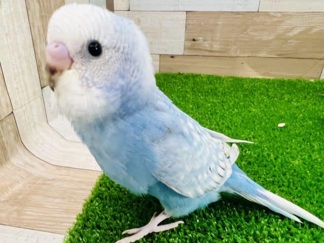 ちょこっと黒がチャームポイント♡スパングルセキセイインコ♪