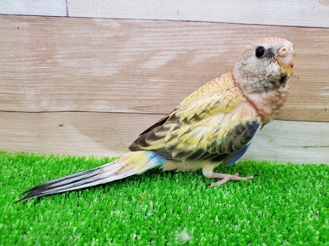 ピンク色の天使？？ローズアキクサインコさん！