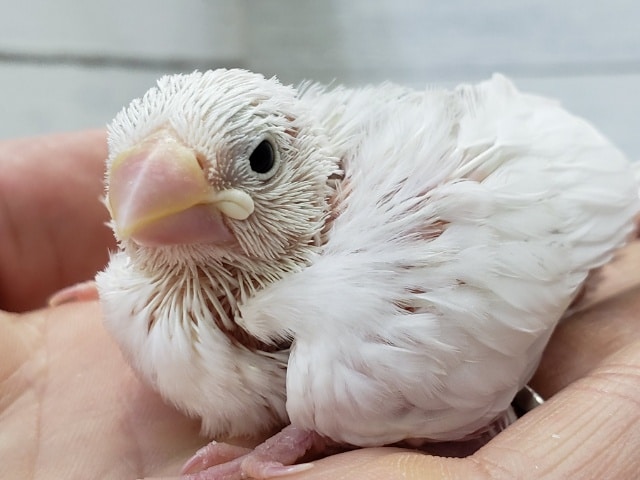 1羽限定です！白文鳥雛雛入荷！
