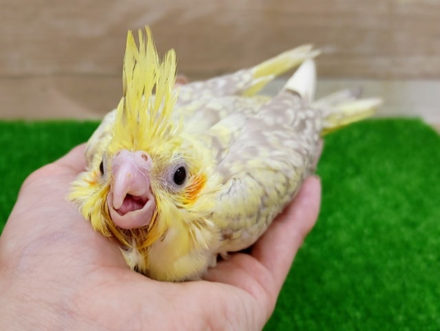 オカメインコ(シナモンパール)のヒナ入荷しました〜❤