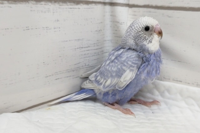 白いお顔が可愛らしい〜🤍　セキセイインコ(スパングル)