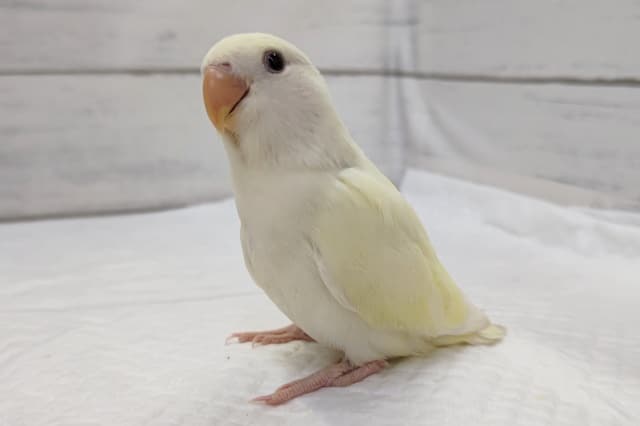 優しい〜クリームカラー🕊️　コザクラインコ(クリームイノオパーリン)