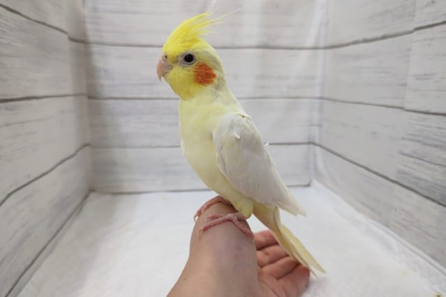 白いボディとオレンジほっぺ〜🏵️　オカメインコ(ルチノー)