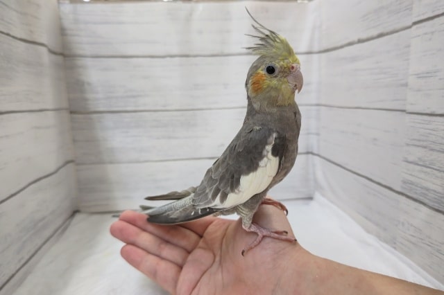 ちょっぴり小柄なオカメさん🎵　オカメインコ(ノーマル)