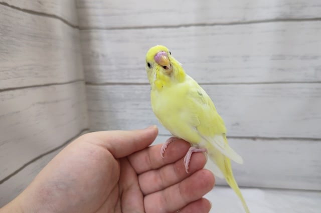 最新画像あり！　優しい色合い〜🌈　セキセイインコ(パステルレインボーパイド)