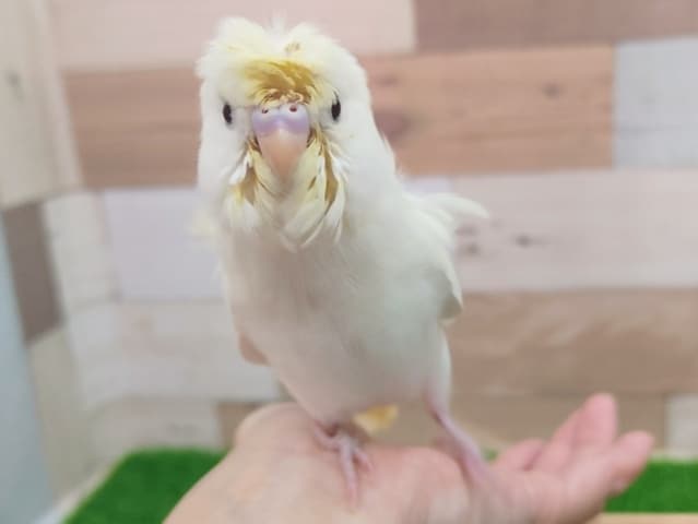 カキカキだいすき❤羽衣セキセイインコさん入荷しました〜❤