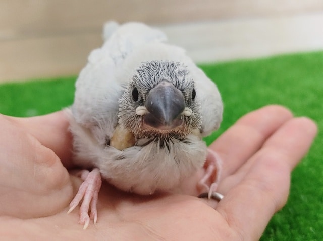 ご飯の催促止まらない❤シルバー文鳥のヒナ入荷しました〜❤