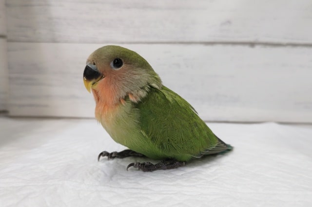 定番人気カラー🌸　コザクラインコ(ノーマル)