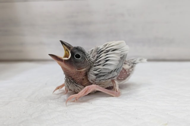 やってまいりました〜🐤　シルバー文鳥