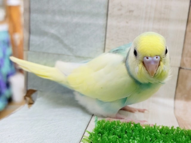 フェアリー感のあるセキセイインコ(パステルレインボースパングルパイド)さん入荷しました❤