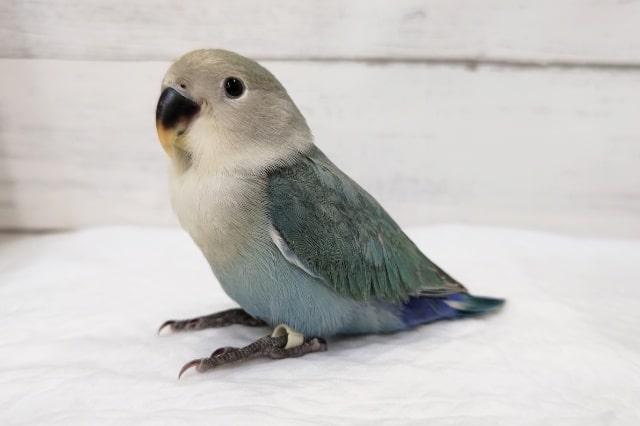 様々な青色が見られます〜🔵　コザクラインコ(アクアターコイズ)