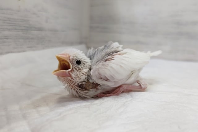 将来は大福〜!?🤍　白文鳥