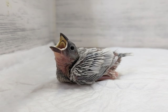 ギンギラギン〜✨　シルバー文鳥