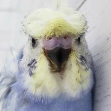 わっしょい羽衣セキセイインコインコパステルレインボーその1