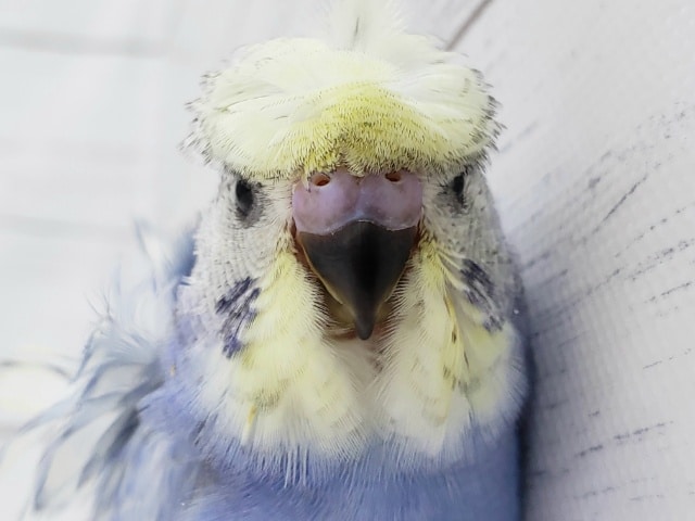 わっしょい羽衣セキセイインコインコパステルレインボーその1