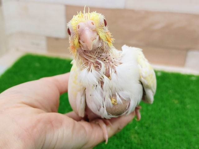 オカメインコのヒナ(ルチノー)入荷しました〜❤