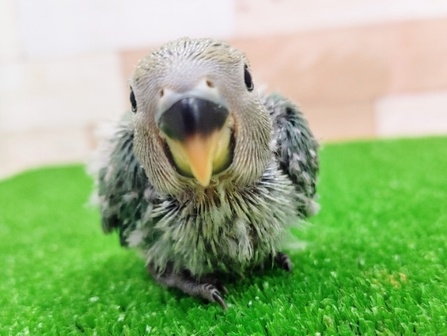 コザクラインコのヒナ(ブルーチェリー)入荷しました〜❤