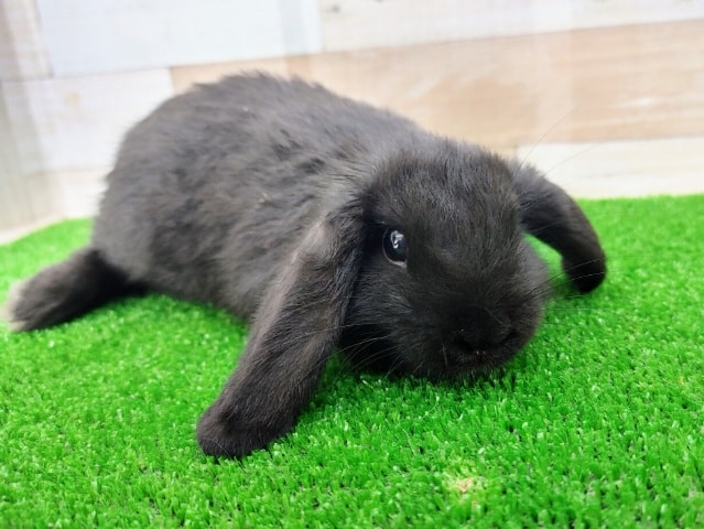 まっ黒❤ロップイヤーラビットさん入荷しました〜❤