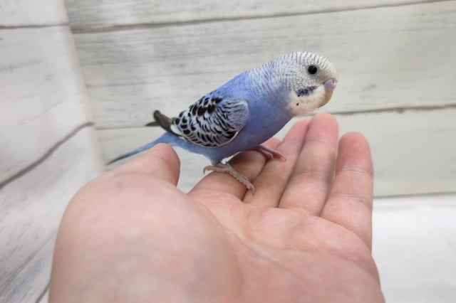 手の上が落ち着くんです〜🥰　セキセイインコ(オパーリン)