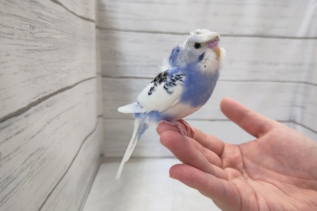 くるくるぱっか〜ん🌀　羽衣セキセイインコ(パイド)