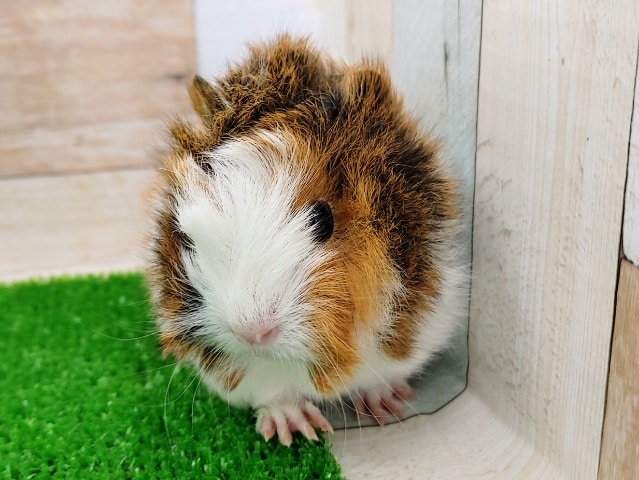 ②くる巻き毛のアビシニアンモルモットさん(ベビー)入荷しました〜❤