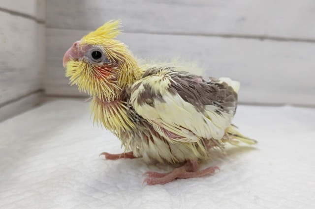 久しぶりのヒナさん来ました～🐣　オカメインコ(シナモンパイド)