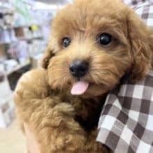 最新画像!トイプードル(レッド)女の子♪ムッチリボディ❤