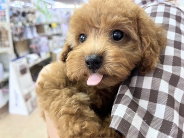 最新画像!トイプードル(レッド)女の子♪ムッチリボディ❤