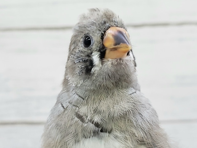 最新画像更新です。鳴き声が特徴的なんです〜🐣　キンカチョウ(ノーマル)