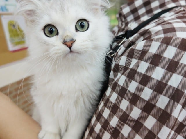 最新画像！ペルシャ（チンチラシルバー）男の子♪イケメンです！