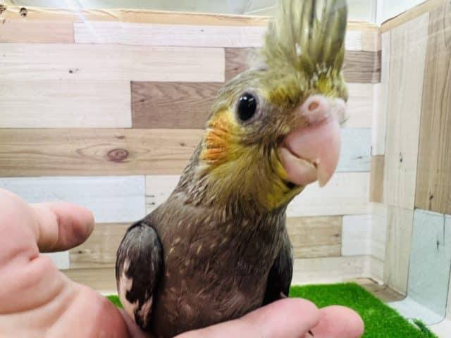 最新画像更新☆まだヒナだよ～オカメインコのなかまいりっ！