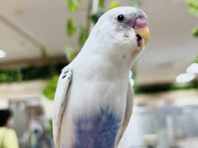 ベタ慣れはすぐそこ！？セキセイインコ(ハルクイン)