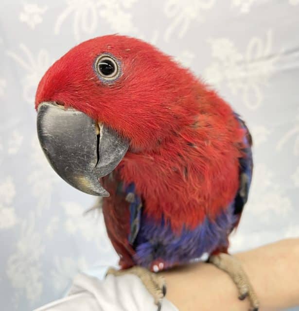 ド派手❤️オオハナインコ(女の子) 2022年3月生まれ