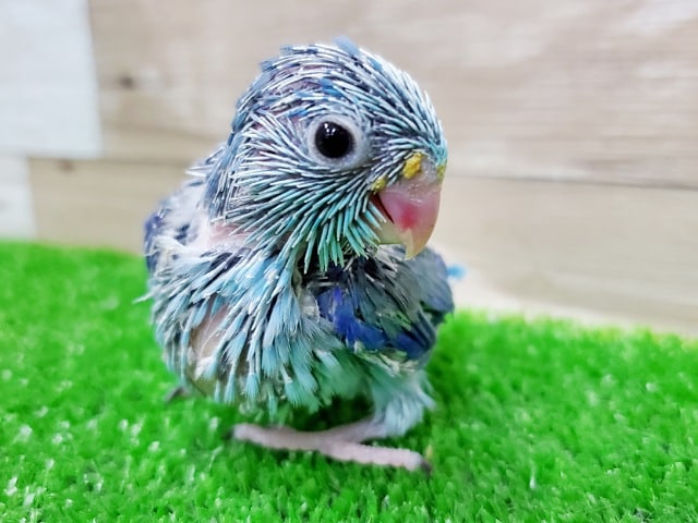 わたわたですっ！青くてかわいいマメルリハ