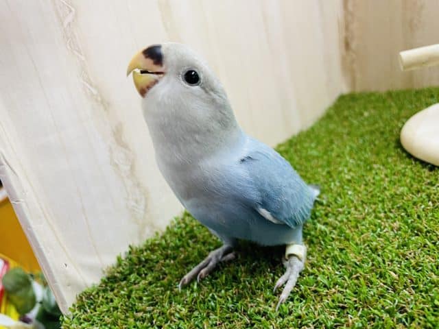 最新画像になりますよ‼️愛嬌たっぷり🤍💙メロメロ注意！　コザクラインコ　ダークアクアターコイズオパーリン