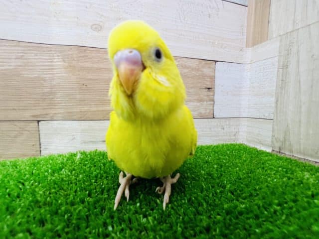 ヒヨコじゃないよ♡セキセイルチノー☆