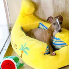 画像更新❤尻尾の乱れ振りが止まらん✨イタグレくん！