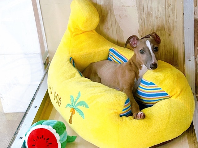 画像更新❤尻尾の乱れ振りが止まらん✨イタグレくん！