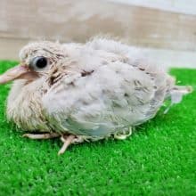 マニアックな世界へのお誘い？？ジュズカケバト！