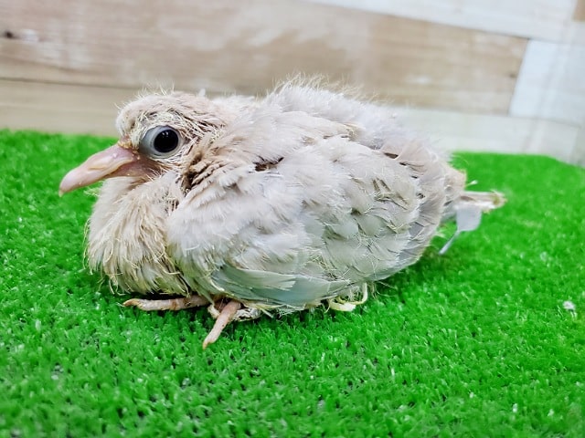 マニアックな世界へのお誘い？？ジュズカケバト！