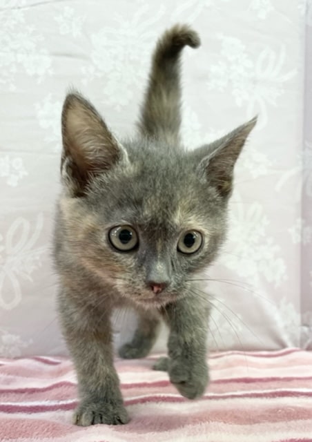 かわいい子猫がやってきました😊　ブリティッシュショートヘアー（ブルー＆ホト）女の子♪　2022年7月17日生まれ　入舎！