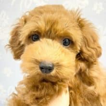 甘えちゃうで～💛　トイプードル（レッド）　男の子☆　2022年7月22日生まれ