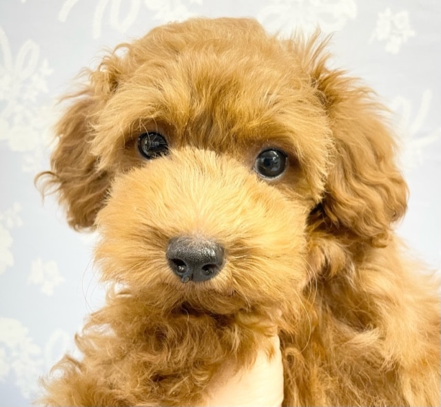 甘えちゃうで～💛　トイプードル（レッド）　男の子☆　2022年7月22日生まれ