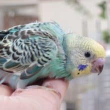 なっかなか～ｷﾚｲな黒いスポット☆　セキセイインコ　イエローフェイスオパーリン～～