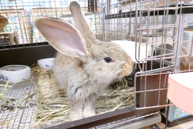 たまらない大きさ☆　モフモフ、しましょっ！　フレミッシュジャイアント～～