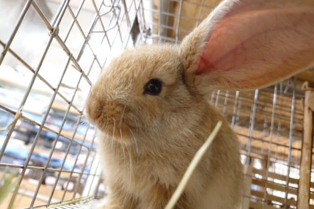 ゆっさゆさのお耳でｺﾞｻﾞｲﾏｽ　フレミッシュジャイアント～～