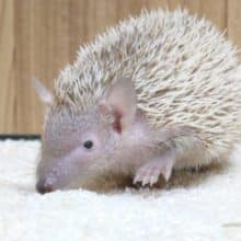 【動画更新🪄】ちょいとレア種さんはいかがですか？？　ヒメハリテンレック～～～