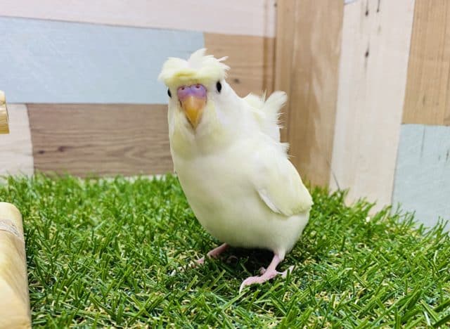 最新画像有り！羽がくるくる可愛いヒナさんです！羽衣セキセイインコのクリームカラー！